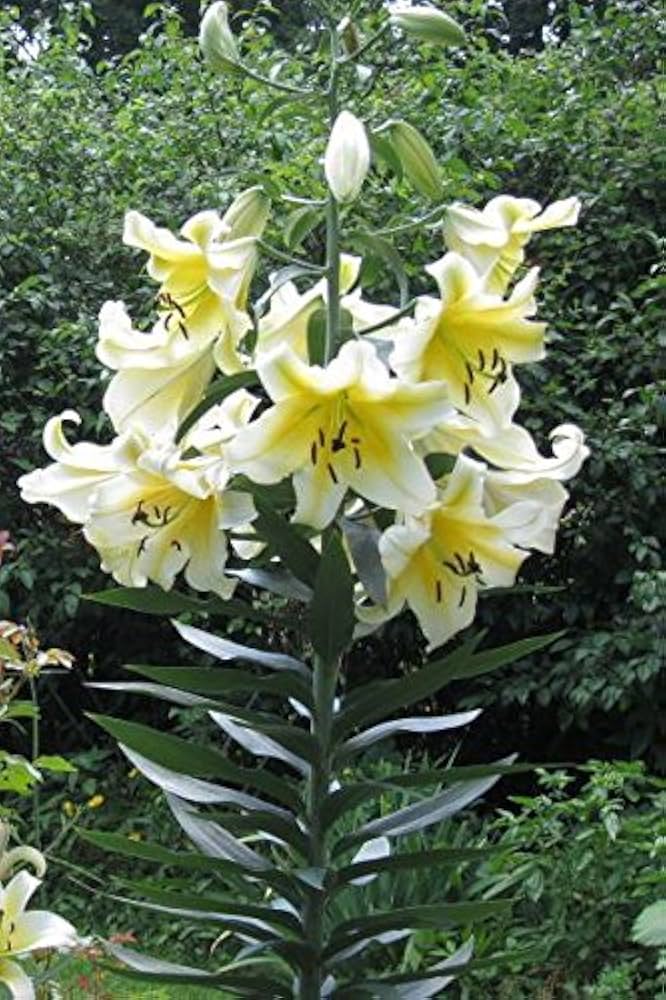 2. Liilia Conca Dor (pakis 3 erakordselt suurt sibulat) - Image 3