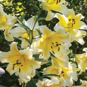 2. Liilia Conca Dor (pakis 3 erakordselt suurt sibulat)