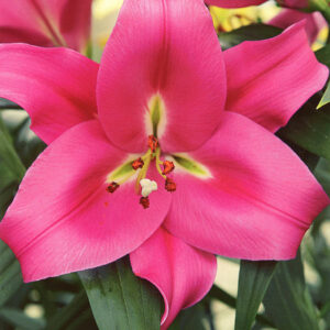 6. LIILIA CORVETTE (PAKIS 3 VÄGA SUURT SIBULAT)