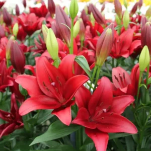 29. LIILIA CALABRIA (ÜHES PAKIS 3 SUURT SIBULAT)