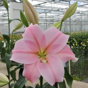 16. LIILIA CALI (ÜHES PAKIS 3 SUURT SIBULAT)