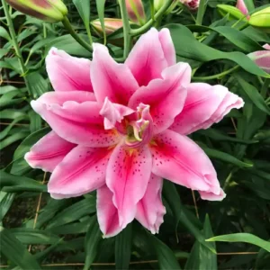 57. LIILIA CIARA (ÜHES PAKIS 3 ERAKORDSELT SUURT SIBULAT)