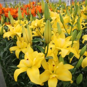 35. LIILIA CROSSCOURT (ÜHES PAKIS 3 SUURT SIBULAT)