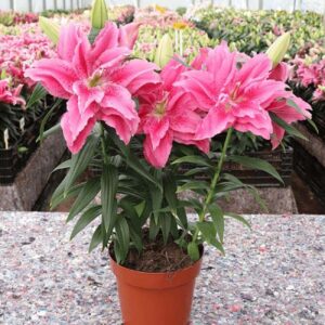 56. LIILIA ESRA (ÜHES PAKIS 3 VÄGA SUURT SIBULAT)