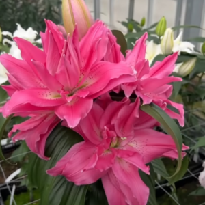 47. LIILIA FLORETTA (ÜHES PAKIS 3 SUURT SIBULAT)