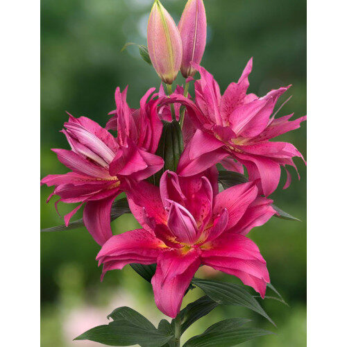 47. LIILIA FLORETTA (ÜHES PAKIS 3 SUURT SIBULAT) - Image 2