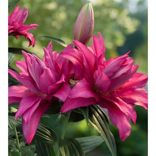 47. LIILIA FLORETTA (ÜHES PAKIS 3 SUURT SIBULAT) - Image 3