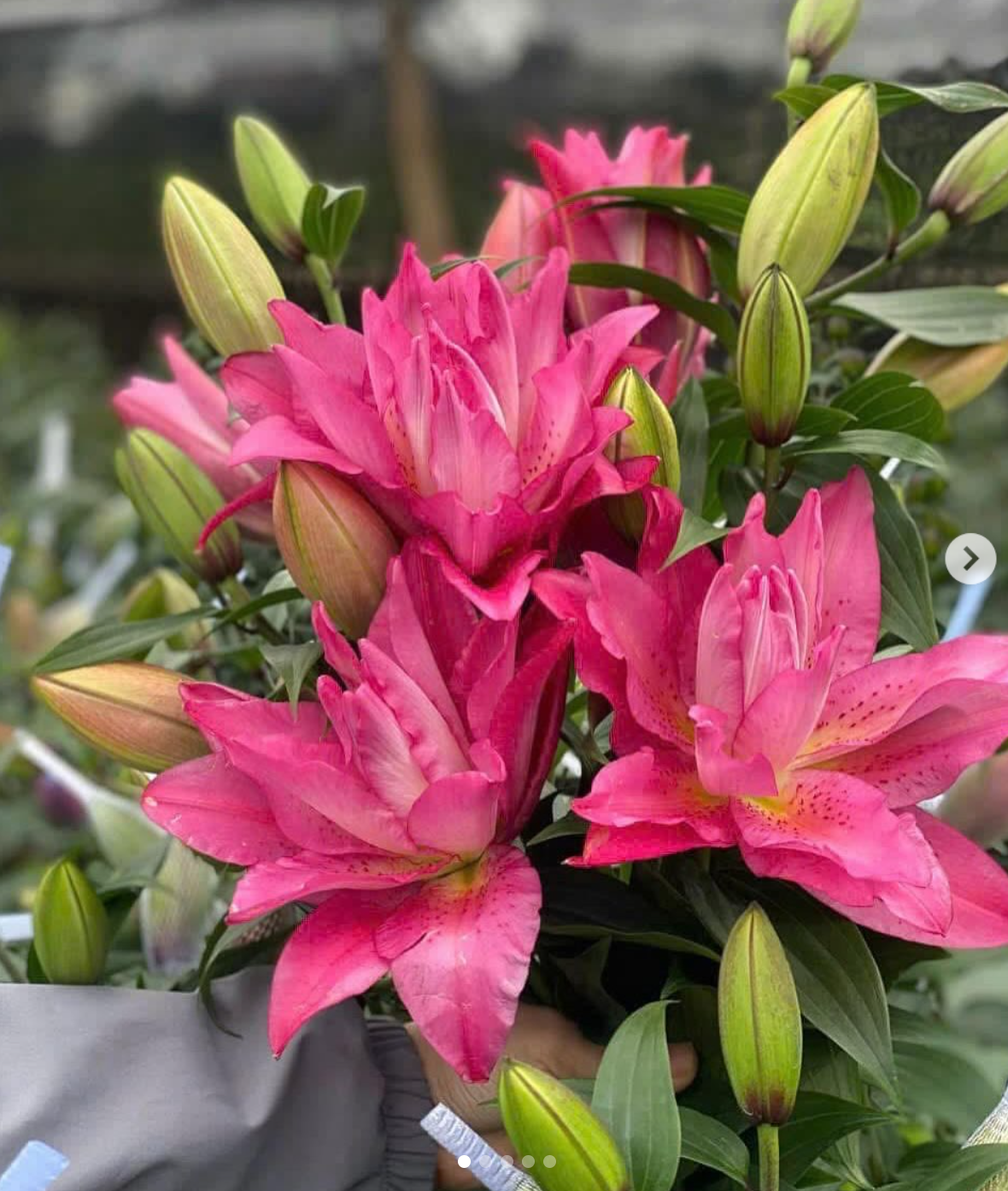 47. LIILIA FLORETTA (ÜHES PAKIS 3 SUURT SIBULAT) - Image 4