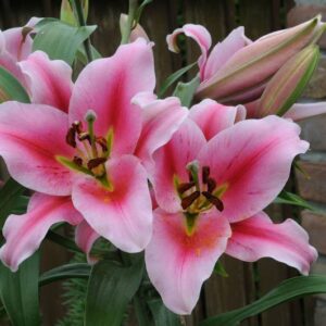 14. LIILIA FRONTERA (PAKIS 3 VÄGA SUURT SIBULAT)