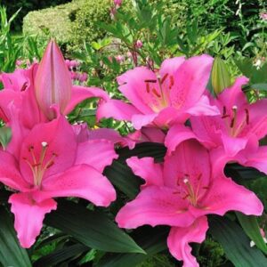 20. LIILIA HOMERUS (ÜHES PAKIS 3 VÄGA SUURT SIBULAT)