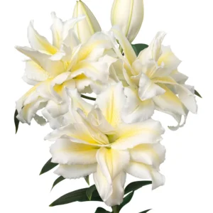 58. LIILIA IRWANA (ÜHES PAKIS 3 VÄGA SUURT SIBULAT)