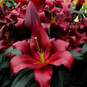 8. LASTING LOVE (PAKIS 3 VÄGA SUURT SIBULAT)