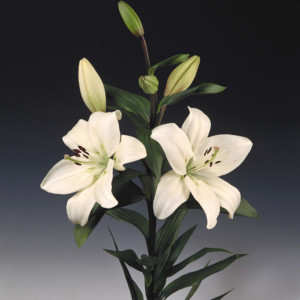 37. LIILIA LITOUWEN (ÜHES PAKIS 3 VÄGA SUURT SIBULAT)