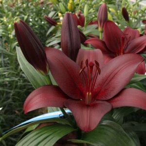 34. LIILIA MALBEC (ÜHES PAKIS 3 SUURT SIBULAT)