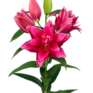 55. LIILIA MANOUSKA (ÜHES PAKIS 3 ERAKORDSELT SUURT SIBULAT)