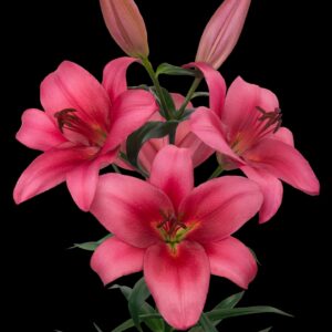 42. LIILIA MERLINGH (ÜHES PAKIS 3 VÄGA SUURT SIBULAT)