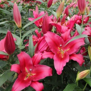 12. LIILIA MOROSINI (ÜHES PAKIS 3 VÄGA SUURT SIBULAT)