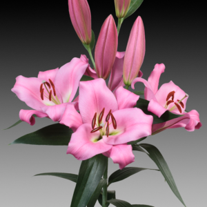 13. LIILIA MUNDIAL (PAKIS 3 VÄGA SUURT SIBULAT)