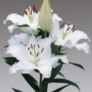 23. LIILIA PACIFIC OCEAN (ÜHES PAKIS 3 VÄGA SUURT SIBULAT)