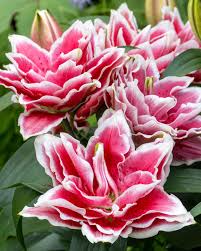 48. LIILIA SAMANTHA (PAKIS 3 VÄGA SUURT SIBULAT) - Image 2