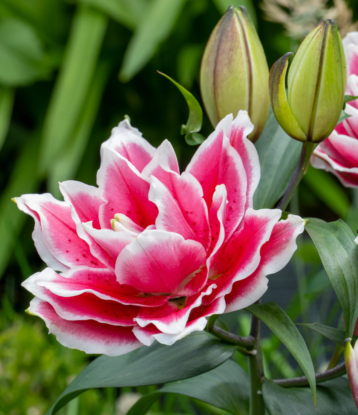 48. LIILIA SAMANTHA (PAKIS 3 VÄGA SUURT SIBULAT) - Image 3