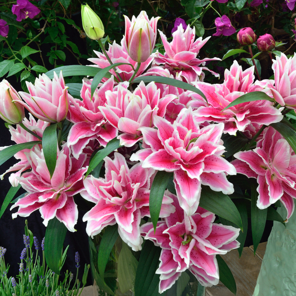 48. LIILIA SAMANTHA (PAKIS 3 VÄGA SUURT SIBULAT) - Image 4