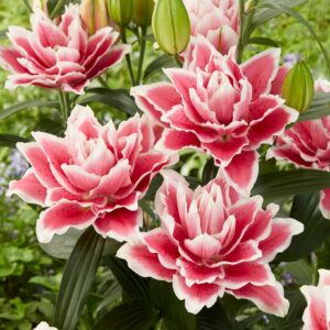 48. LIILIA SAMANTHA (PAKIS 3 VÄGA SUURT SIBULAT)