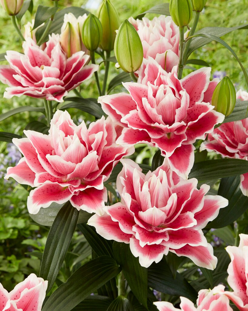 48. LIILIA SAMANTHA (PAKIS 3 VÄGA SUURT SIBULAT)