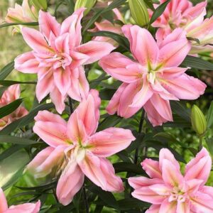 54. LIILIA SARA (ÜHES PAKIS 3 VÄGA SUURT SIBULAT)