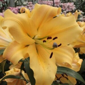 7. LIILIA SHINE ON (PAKIS 3 ERAKORDSELT SUURT SIBULAT)