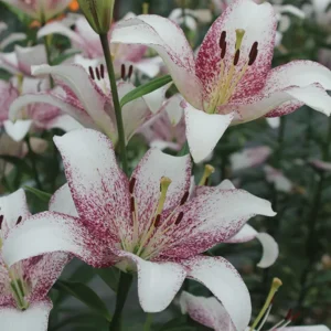 41. LIILIA SWEET ZANICA (ÜHES PAKIS 3 SUURT SIBULAT)