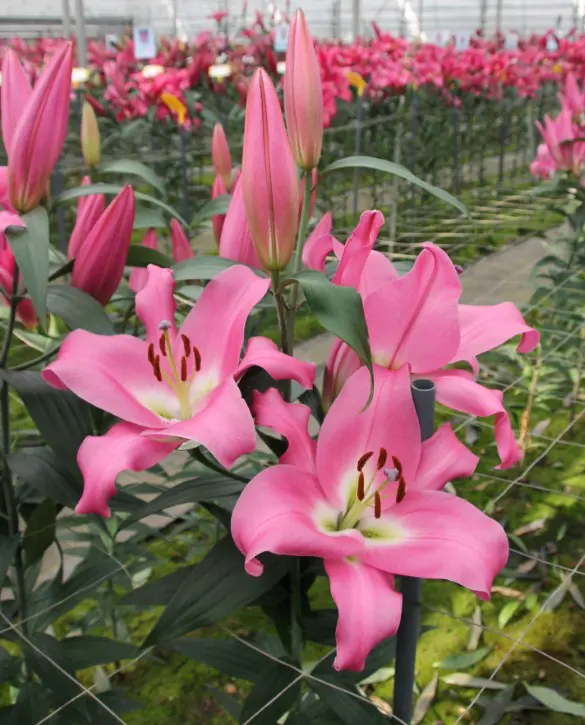 4. Liilia Tabledance (Pakis 3 väga suurt sibulat) - Image 2