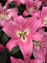 4. Liilia Tabledance (Pakis 3 väga suurt sibulat) - Image 3