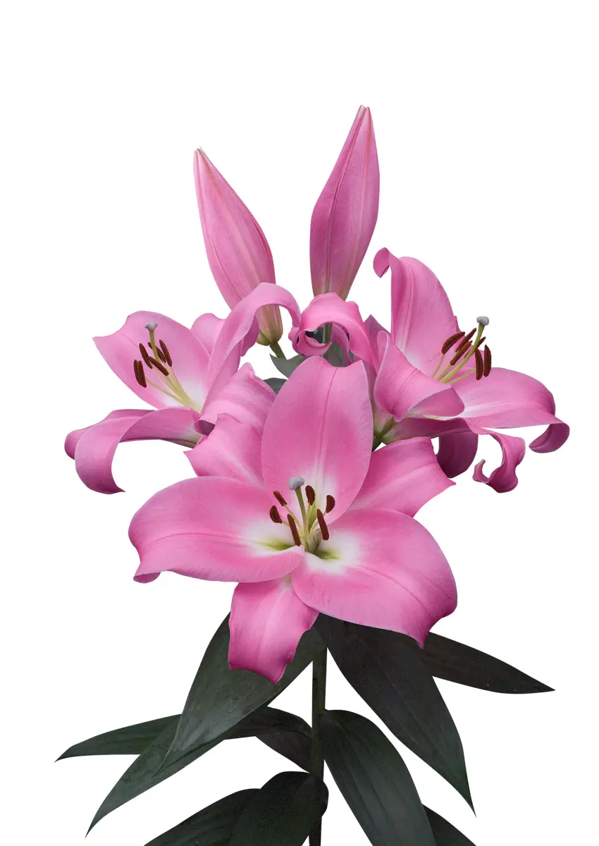 4. Liilia Tabledance (Pakis 3 väga suurt sibulat) - Image 4