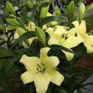 38. LIILIA TREBBIANO GERRIT ZALM (ÜHES PAKIS 3 SUURT SIBULAT)