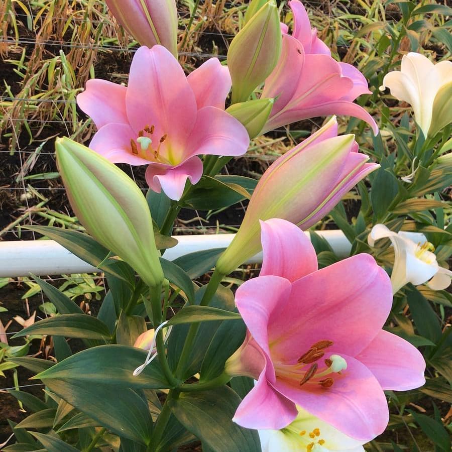 17. LIILIA VARESE (ÜHES PAKIS 3 VÄGA SUURT SIBULAT) - Image 2