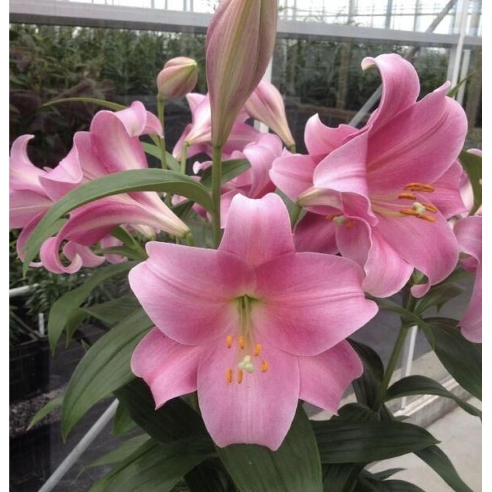 17. LIILIA VARESE (ÜHES PAKIS 3 VÄGA SUURT SIBULAT)