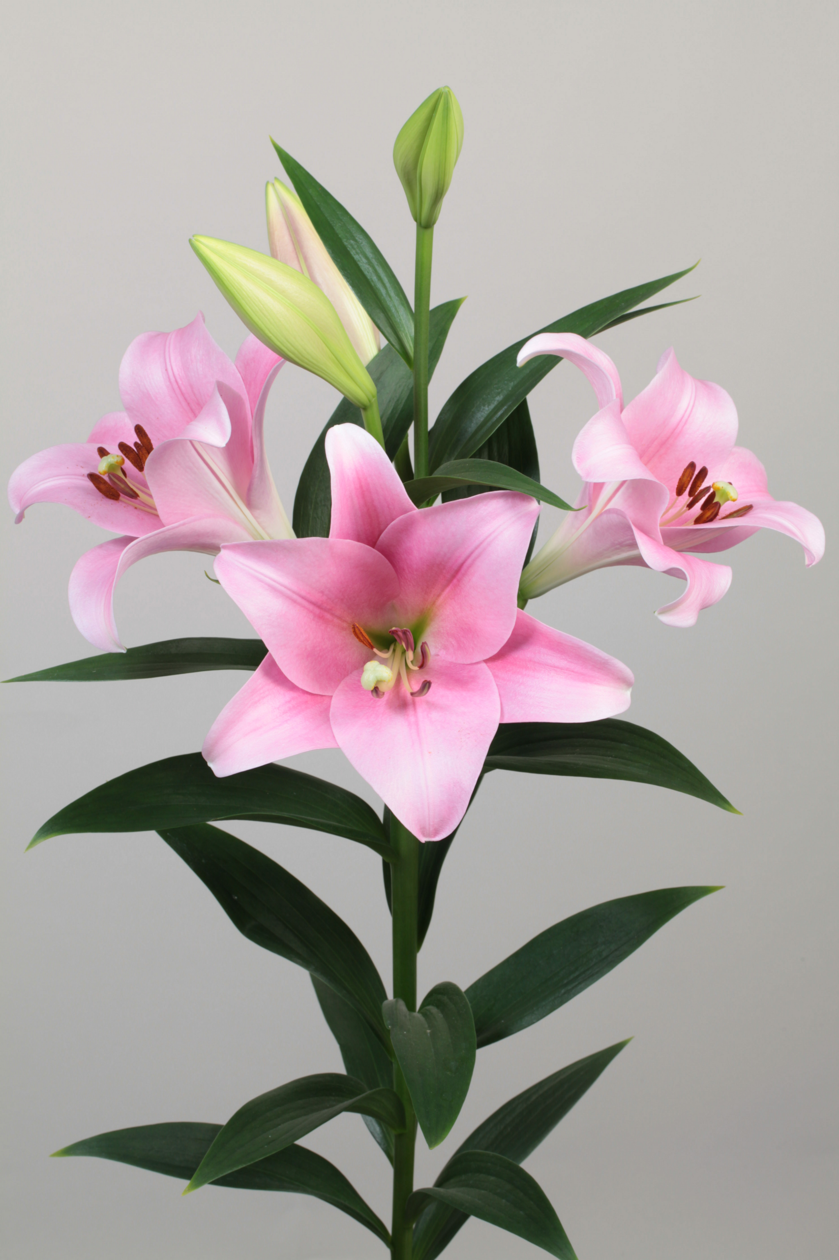 17. LIILIA VARESE (ÜHES PAKIS 3 VÄGA SUURT SIBULAT) - Image 3