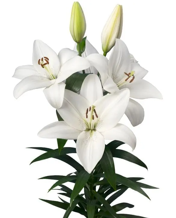 43. LIILIA VOLVIC (ÜHES PAKIS 3 SUURT SIBULAT) - Image 3