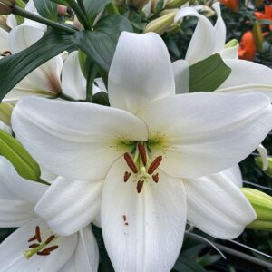 43. LIILIA VOLVIC (ÜHES PAKIS 3 SUURT SIBULAT)