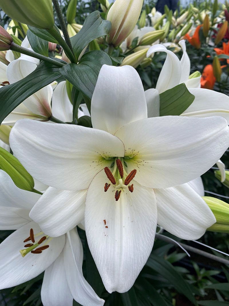 43. LIILIA VOLVIC (ÜHES PAKIS 3 SUURT SIBULAT)