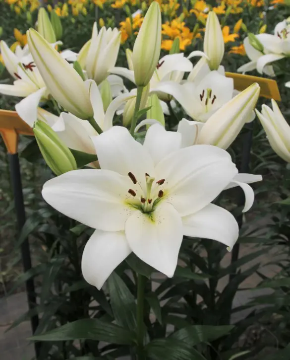 43. LIILIA VOLVIC (ÜHES PAKIS 3 SUURT SIBULAT) - Image 2