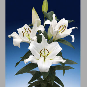 10. LIILIA ZAMBESI (PAKIS 3 ERAKORDSELT SUURT SIBULAT)