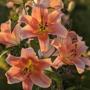 3. Liilia Zelmira (pakis 3 väga suurt sibulat)