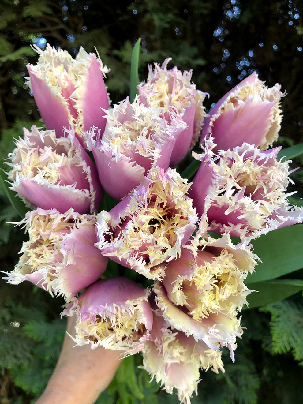 80. TULP CRUNCHY CUMMINS (ÜHES PAKIS 5 SIBULAT)