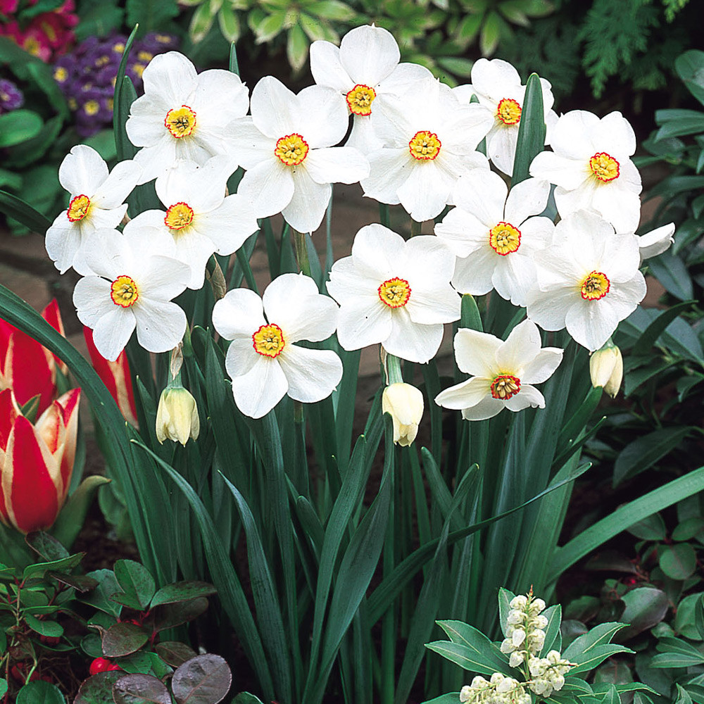 62. NARTSISS ACTAEA POETICUS (ÜHES PAKIS 5 SIBULAT)