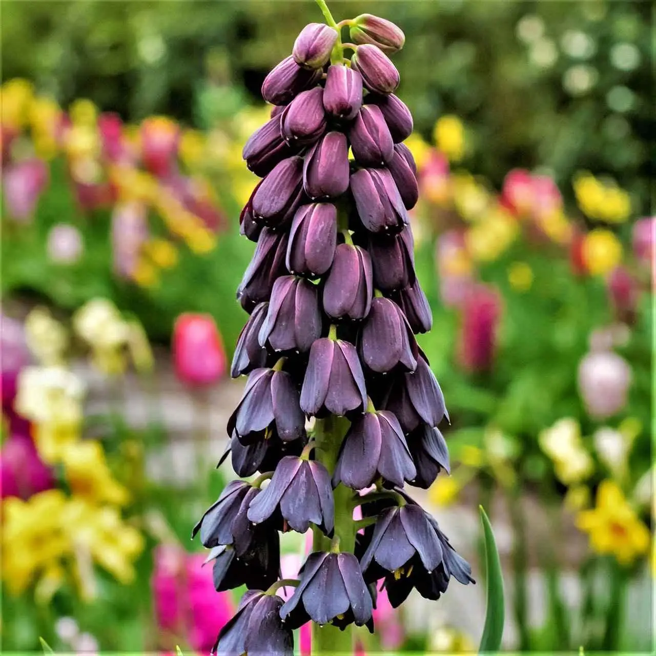 76. PÄRSIA PÜVILILL PURPLE DYNAMITE (ÜHES PAKIS 1 SIBUL)