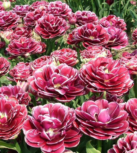 84. TULP DREAM TOUCH (ÜHES PAKIS 5 SIBULAT)