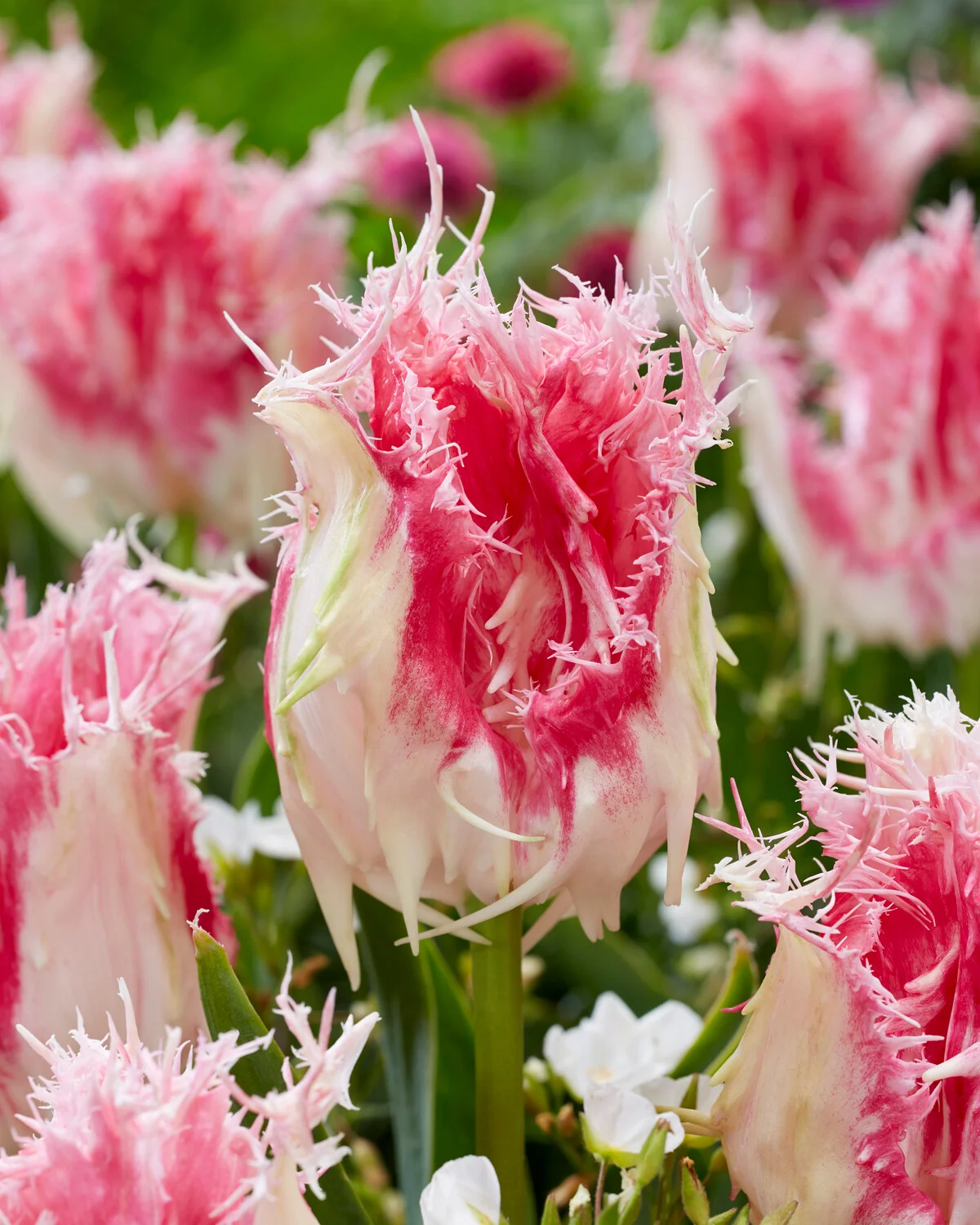 83. TULP DRAKENSTEYN (ÜHES PAKIS 5 SIBULAT)